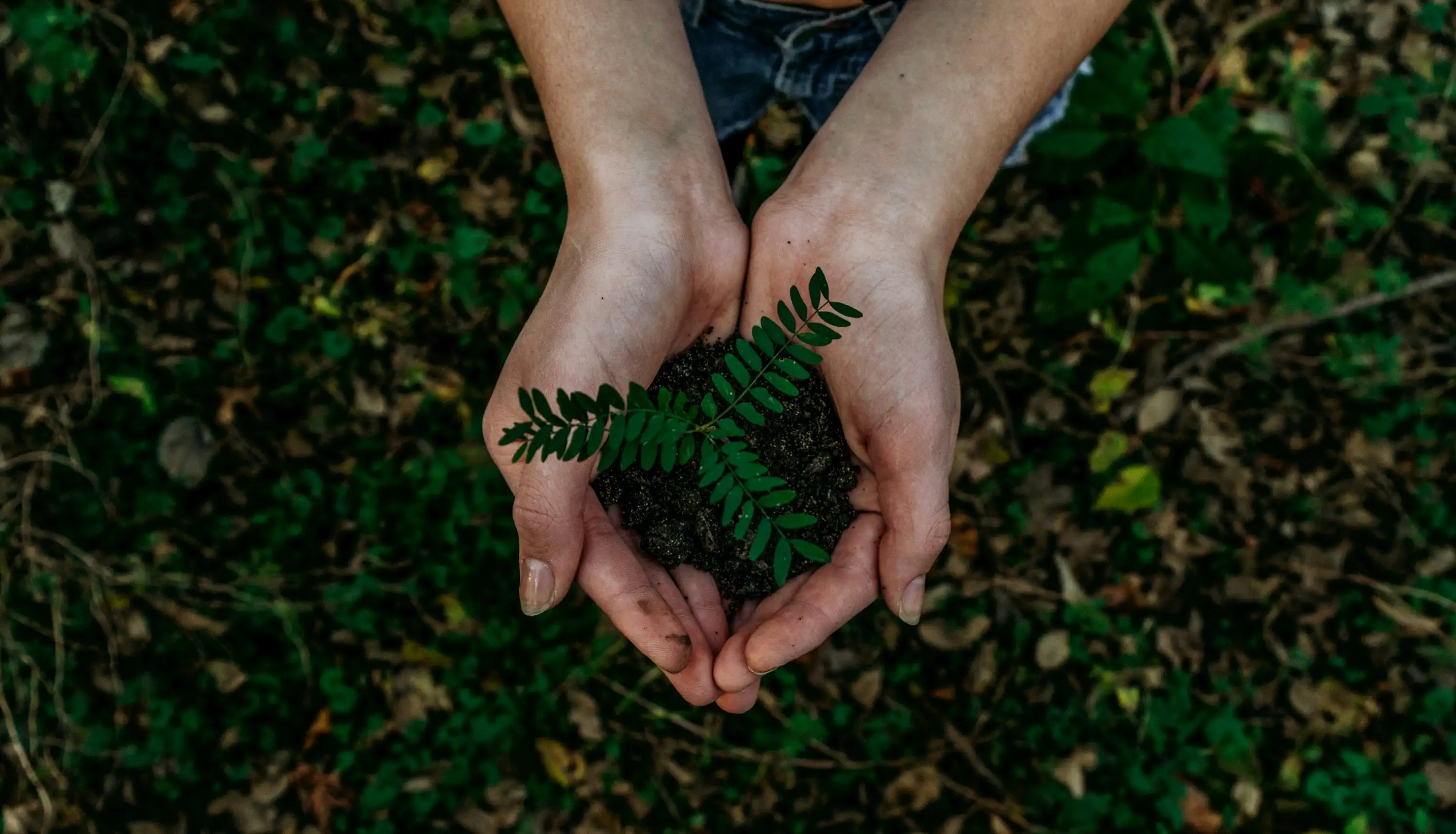 Una planta joven creciendo, simbolizando nuestro compromiso ambiental